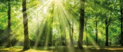 BÖNNINGHOFF Bild GRÜNER WALD 140 x 60 cm