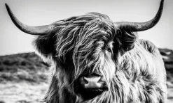 BÖNNINGHOFF Bild HIGHLANDER 150 x 90 cm