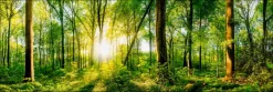 PRO ART Alu-Art Bild WONDERFUL FOREST II 50 x 150 cm mehrfarbig
